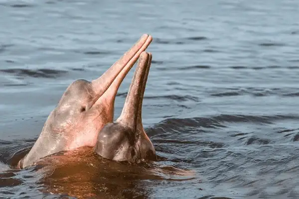Pink river dolphins surfacing in the Cuyabeno Reserve waters