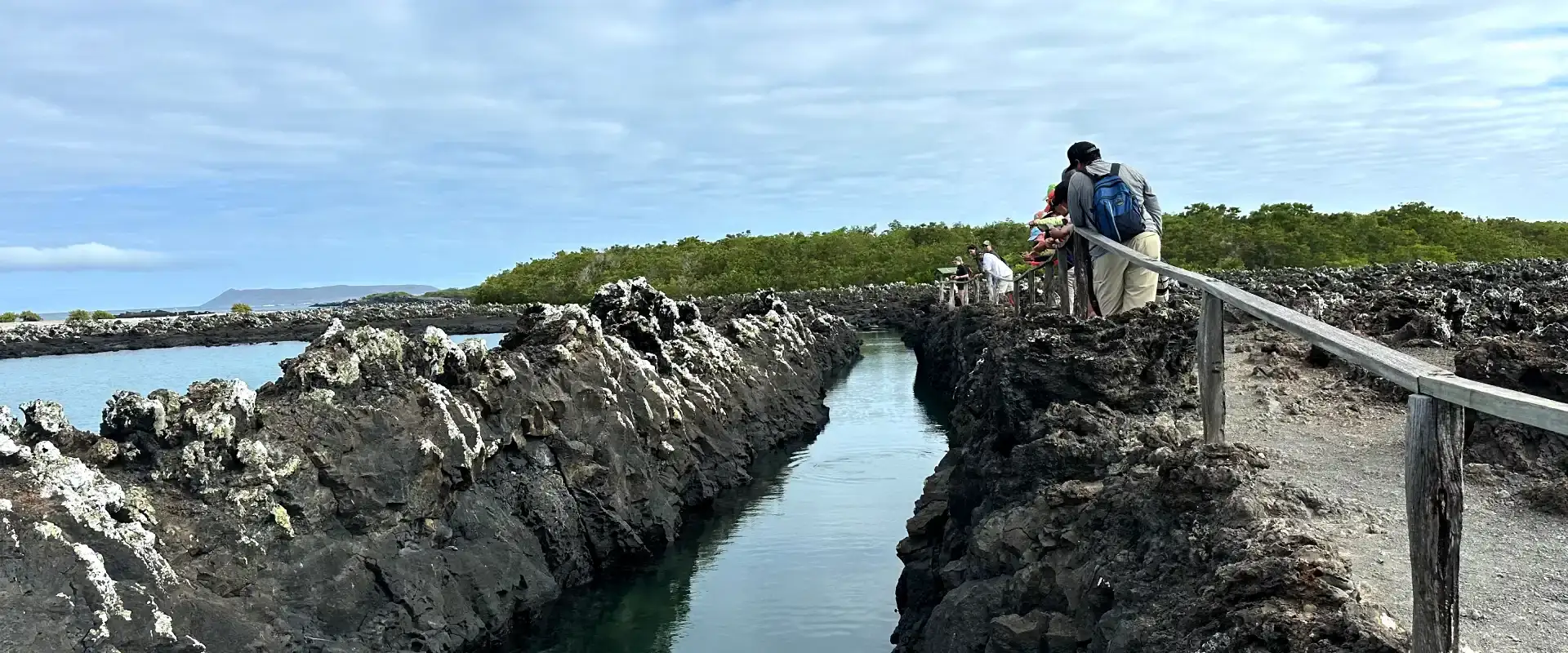 tintoreras islet tour