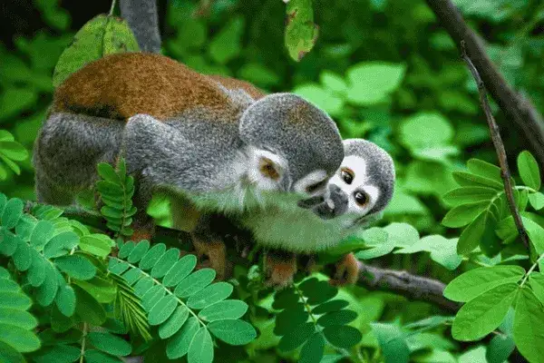 Squirrel monkeys perched among green leaves in the Cuyabeno Reserve rainforest