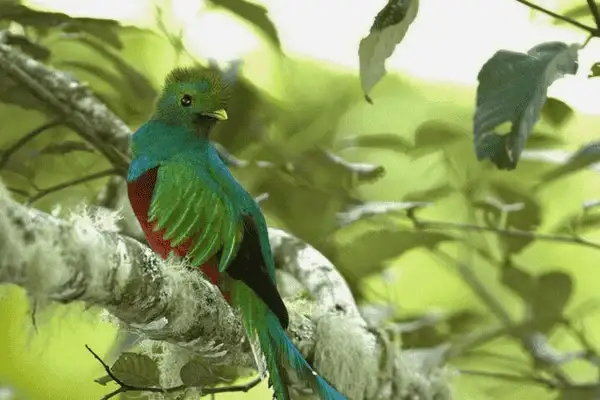 Toucan Barbet perched on branch in Mindo Ecuador cloud forest