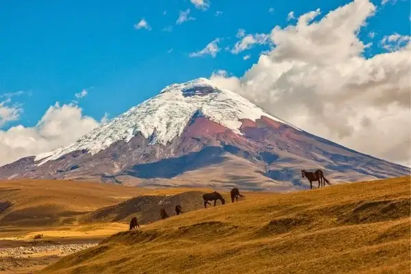 Cotopaxi volcano with snow-capped peak and wild horses grazing, a popular day trip from Quito
