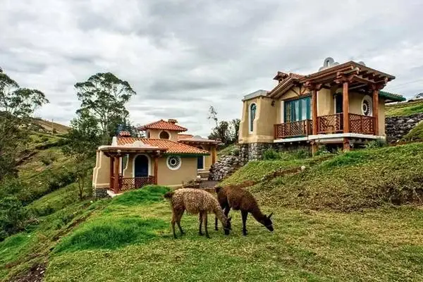 Llamas grazing beside an Andean lodge in Isinlivi