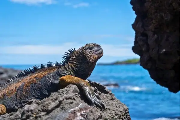 best time to visit galapagos ()