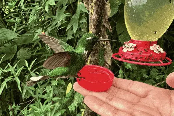 Things to do in Mindo Ecuador scenic cloud forest trail