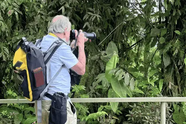 Local birding guide spotting Cock-of-the-Rock in Mindo cloud forest