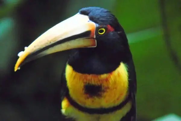 Mindo bird watching in Ecuador's cloud forest — guided birding tour at dawn