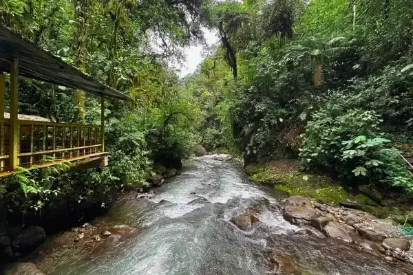 Mixed species feeding flock in Mindo cloud forest during bird watching tour