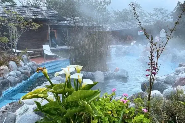 Steam rising over the misty hot spring pool at Papallacta surrounded by calla lilies