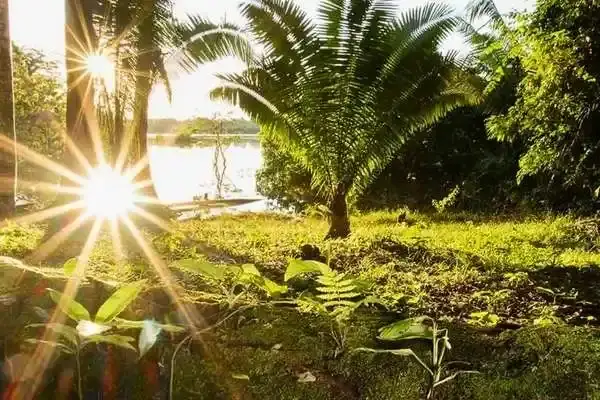 Sunlight streaming through palm trees at an Amazon rainforest lodge clearing