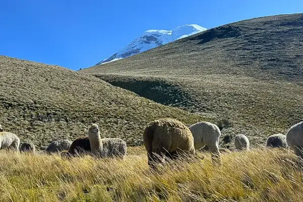 Vicuñas grazing at Chimborazo Wildlife Sanctuary Ecuador