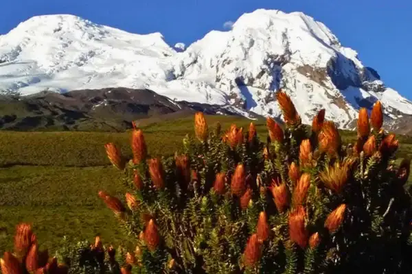 Snow-capped Antisana volcano rising above orange chuquiragua flowers in the paramo