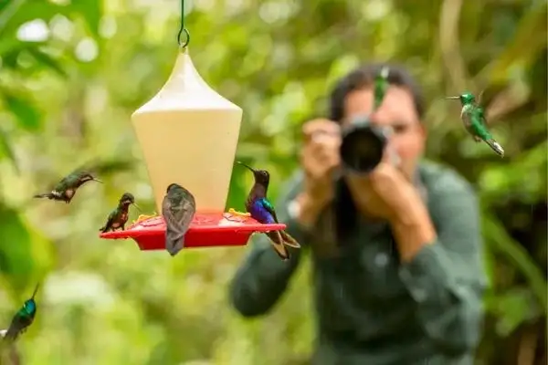 Photographer capturing hummingbirds at a feeder in Mindo cloud forest