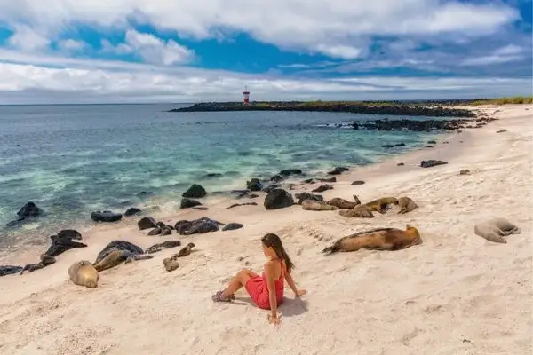 Traveler relaxing on a Galapagos on a budget beach among resting sea lions
