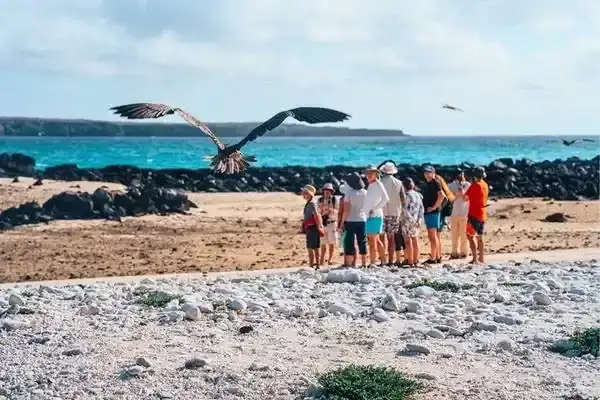 Small tour group watching a hawk fly over a Galapagos beach