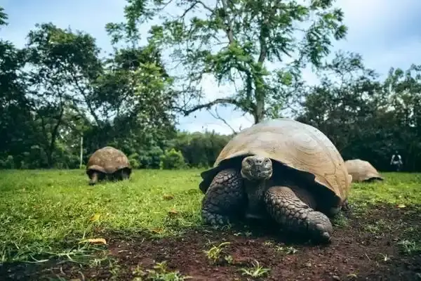 Galapagos giant tortoises grazing in the highlands