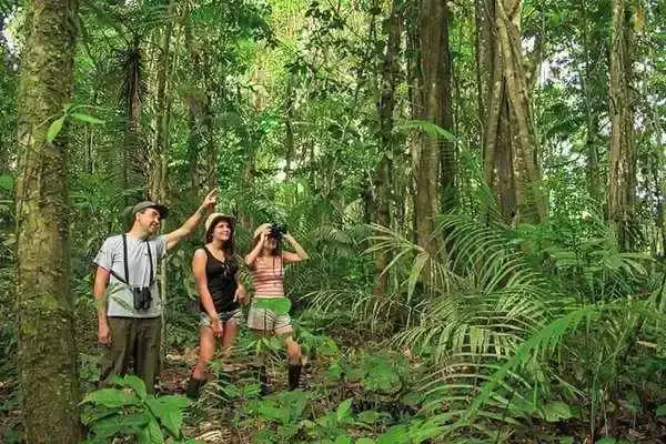 Guide pointing out wildlife to travelers with binoculars on an Amazon rainforest trail