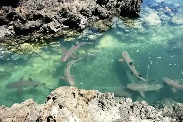 Whitetip reef sharks resting in the Tintoreras shark channel