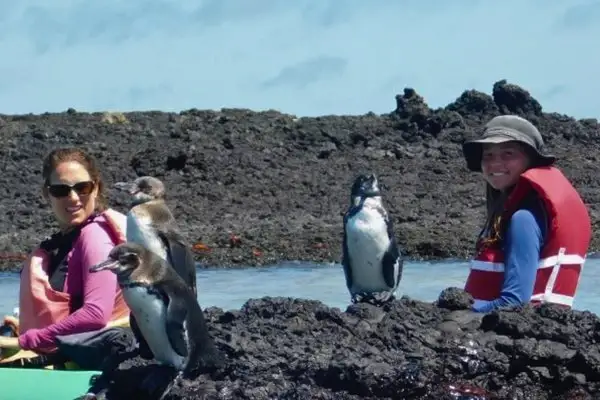 Galapagos penguins on lava rocks with visitors at Tintoreras