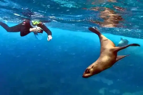 A snorkeler swimming alongside a Galapagos sea lion, 14 day Ecuador and Galapagos tour