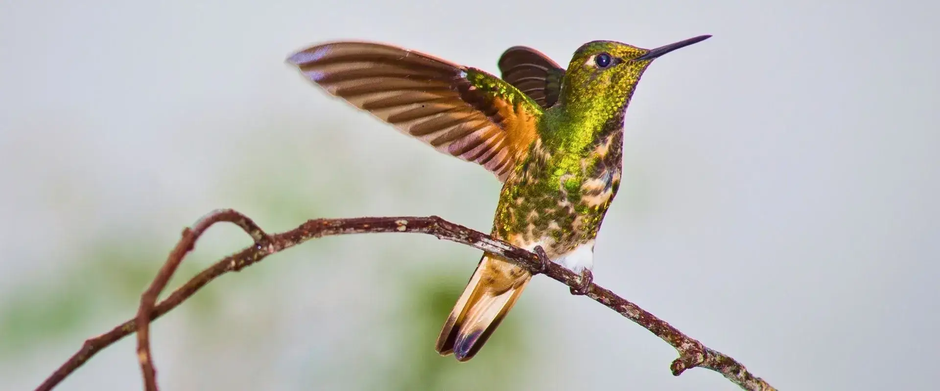 hummingbirds-of-ecuador-cloud forest