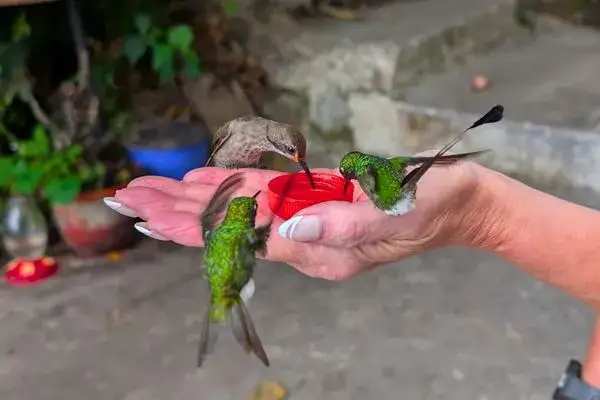 Hummingbird feeders Mindo Ecuador multiple species