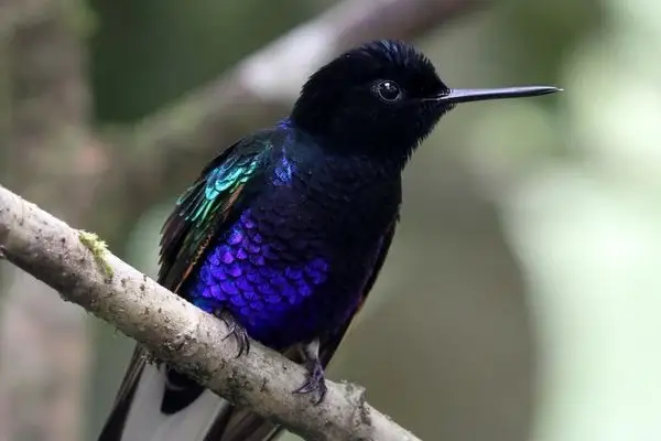 velvet purple humming bird in ecuador