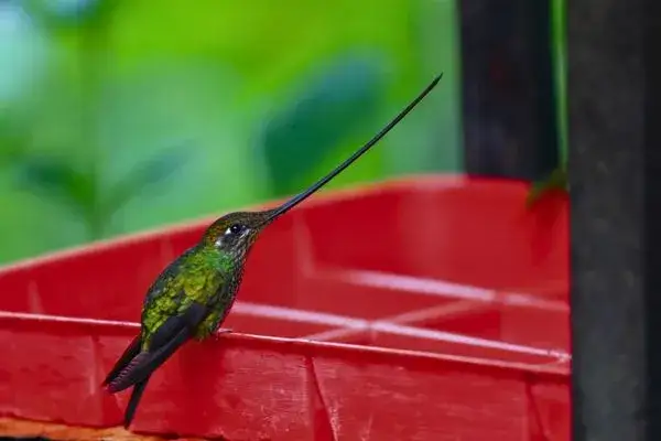 Sword-billed Hummingbird Ecuador Mindo Cloud Forest