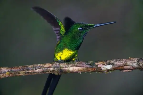 Empress Brilliant Hummingbird in Ecuador Cloud forest
