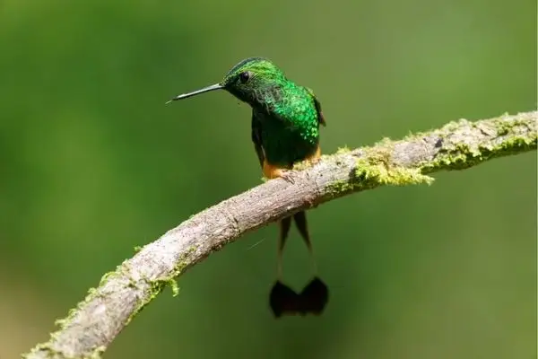 Booted Racket-tail hummingbird birding in Ecuador