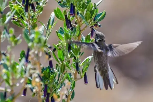 andean hillstar hummingbird ecuador cloud forest mindo