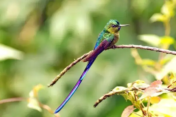 Violet-tailed Sylph birdwatching ecuador