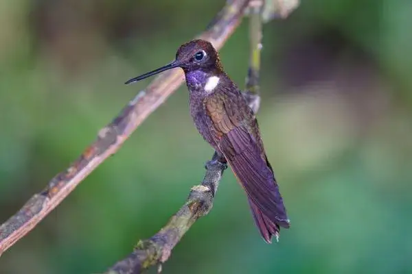 Brown Inca hummingbird ecuador