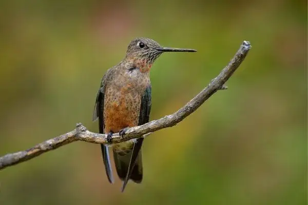Giant Hummingbird in Ecuador