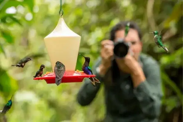 Mashpi Lodge Cloud Forest birdwatching