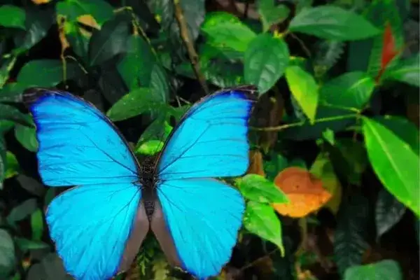 Butterflies at Mashpi Lodge Andean Choco