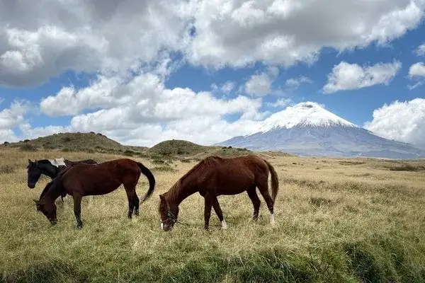 Tour in Cotopaxi by horse