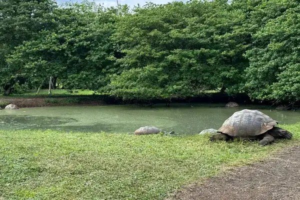 A wild giant tortoise by a pond in the Santa Cruz highlands, 9 day Ecuador and Galapagos tour