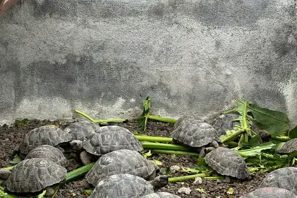 Baby giant tortoises at the breeding center of the Charles Darwin Research Station