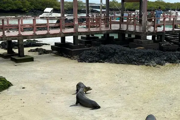 Young Galapagos sea lions on the beach under a dock in Puerto Ayora