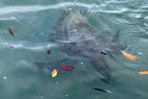 A green sea turtle swimming in the clear water of Los Tuneles, Isabela Island