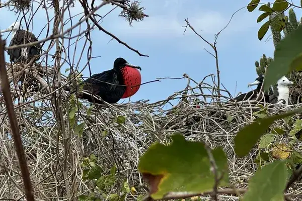 A male frigatebird with its red pouch inflated on North Seymour, 12 day Ecuador and Galapagos tour