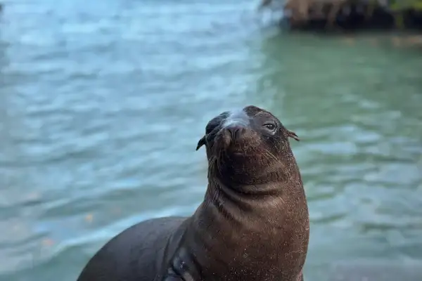 Beste Reisezeit für die Galápagos-Inseln