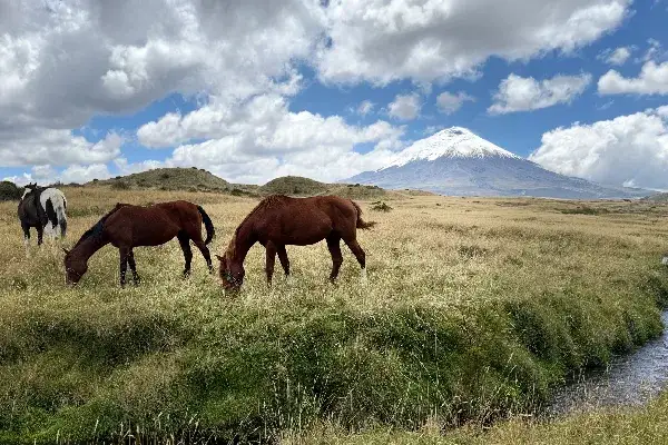 Cotopaxi national park