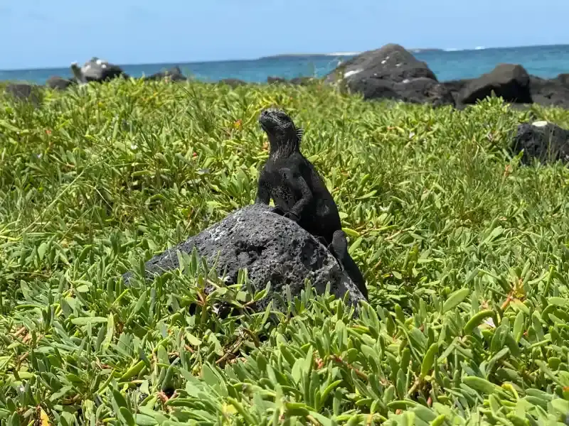 Santa Cruz Island coastline on the 4 day Galapagos tour