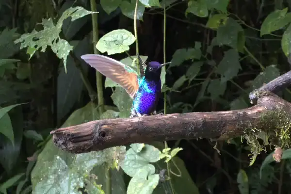 Bird watching day trip in Mindo Cloud Forest, Ecuador — hummingbirds and Andean cock-of-the-rock tour from Quito