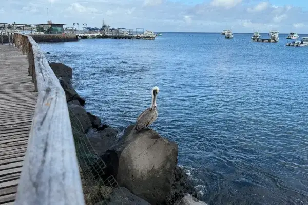 Galapagos island hopping tour: coastline and wildlife on the 7 day land-based trip