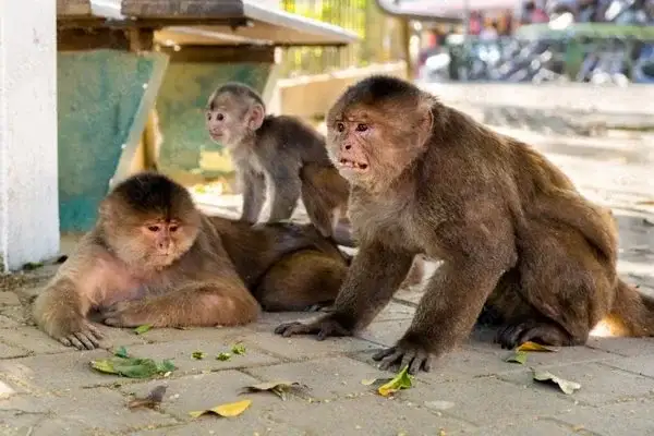 Capuchin monkeys in the plaza at Misahuallí Ecuador