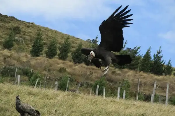Birdwatching Tour