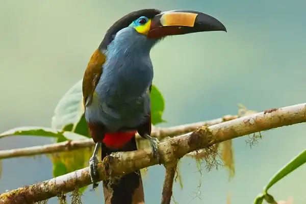 Amazing Birding Tour Ecuador – Guango Lodge – 2 Days / 1 Nights