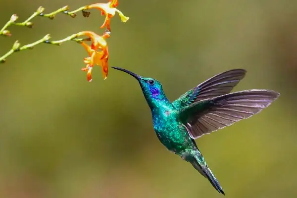Day 2: Guango Lodge – Hummingbird Feeders – Return to Quito
